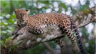 Populasi Macan Tutul Jawa di Gunung Ungaran Kian Kritis, Diperkirakan Tinggal 4–7 Ekor
