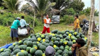 Panen Semangka Melimpah, Petani Demak Raup Untung di Musim Kemarau