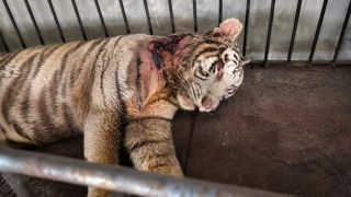 Harimau Putih Anggun Mati, Semarang Zoo Kehilangan Ikon Wisata yang Dicintai Pengunjung