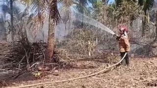 Lahan Seluas Satu Hektare Terbakar di Jembrana, Diduga Berawal dari Pembakaran Daun Kering