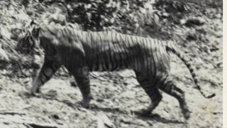 Hari Harimau Sedunia 2026: Mengenang Punahnya Harimau Jawa dan Pentingnya Upaya Konservasi