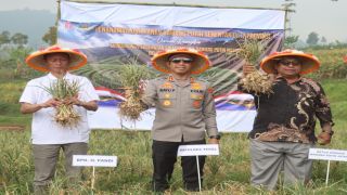 Penanaman dan Panen Raya Bawang Putih Dukung Swasembada Nasional
