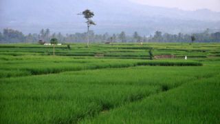 Sektor Pangan Mendorong Kenaikan Indeks Harga Konsumen di Sumatera Barat Pada Periode Agustus