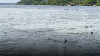 Viral Kawanan Hiu Mendekati Pesisir Lampung, Muncul Saat Aktivitas Anak Krakatau Meningkat