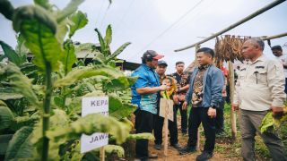 Wiwitan Petik Tembakau, Bupati Tegal Dorong Tembakau Guci-Batumirah Jadi Produk Unggulan
