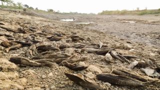 Bangkai Ikan Sapu-Sapu Penuhi Sungai Juana, Pemprov Jateng Siapkan Alat Berat