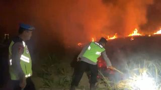Polres Tegal Bersama TNI dan Warga Padamkan Kebakaran Lahan Tebu