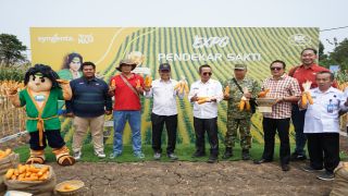 Panen Raya Jagung di Wlahar, Wabup Brebes Dorong Peningkatan Pendapatan Petani