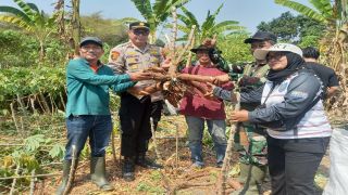 Panen Raya Singkong di Desa Ketanggungan, Polsek Dukuhturi Dukung Ketahanan Pangan